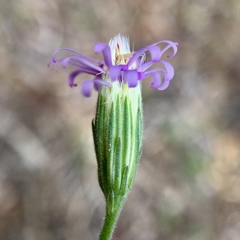 Vittadinia cuneata