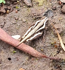 Paratettix argillaceus