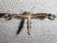 Stangeia