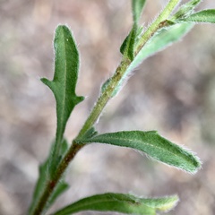 Vittadinia cuneata