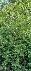 Oemleria cerasiformis