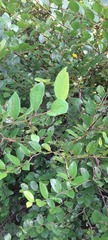 Oemleria cerasiformis