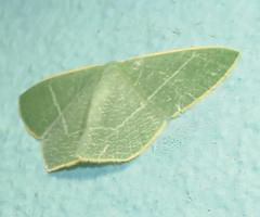 Thalassodes quadraria