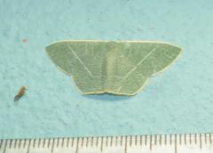 Thalassodes quadraria