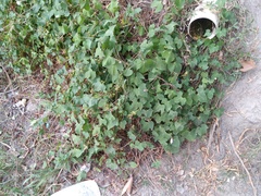 Ipomoea cordatotriloba