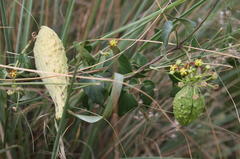 Pentarrhinum insipidum