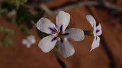 Jamesbrittenia fruticosa