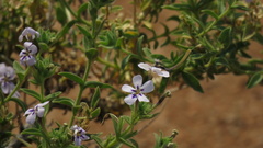 Jamesbrittenia fruticosa