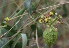 Pentarrhinum insipidum