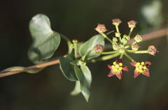 Pentarrhinum insipidum