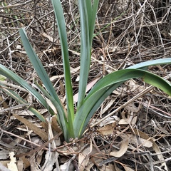 Dianella porracea