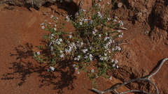 Jamesbrittenia fruticosa