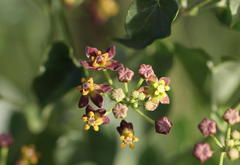 Pentarrhinum insipidum