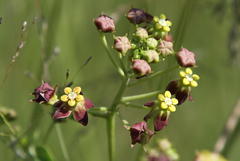 Pentarrhinum insipidum