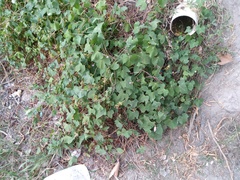 Ipomoea cordatotriloba