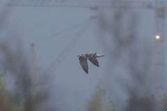 Larus fuscus barabensis