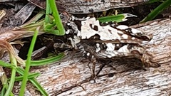 Paratettix argillaceus