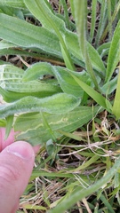 Phytomyza plantaginis