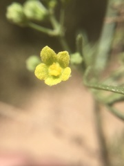 Kedrostis nana