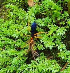 Leptodialepis bipartitus