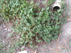 Ipomoea cordatotriloba