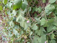 Ipomoea cordatotriloba