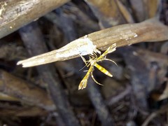 Xyroptila oenophanes