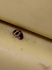 Platynaspis maculosa