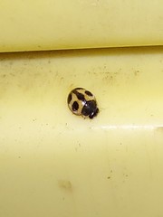 Platynaspis maculosa