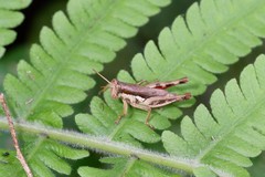 Pseudoxya