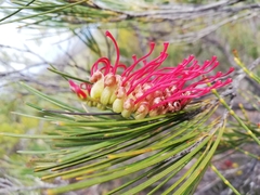 Grevillea coccinea
