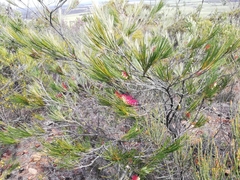 Grevillea coccinea