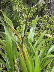 Phormium cookianum hookeri
