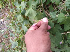 Ipomoea cordatotriloba