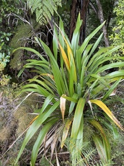 Phormium cookianum hookeri