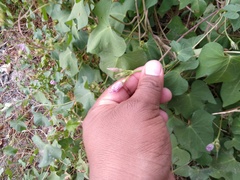 Ipomoea cordatotriloba