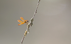 Perithemis lais