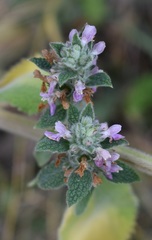 Stachys germanica