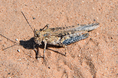 Psinidiini