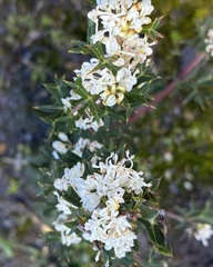 Grevillea trifida