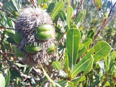 Banksia oreophila