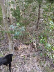 Eucalyptus amygdalina