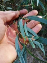 Eucalyptus amygdalina