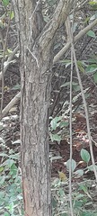 Phyllanthus emblica