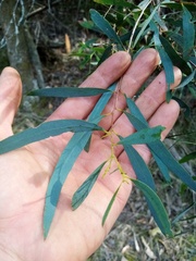 Eucalyptus amygdalina