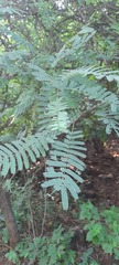 Phyllanthus emblica
