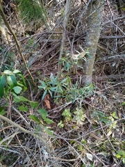 Eucalyptus amygdalina