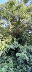 Phyllanthus emblica