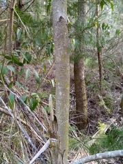 Eucalyptus amygdalina
