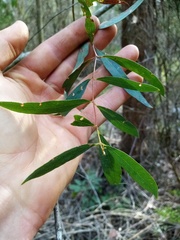Eucalyptus amygdalina